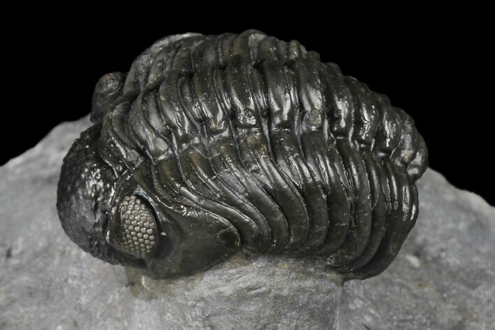 Adrisiops Weugi Trilobite - Recently Described Phacopid #174738